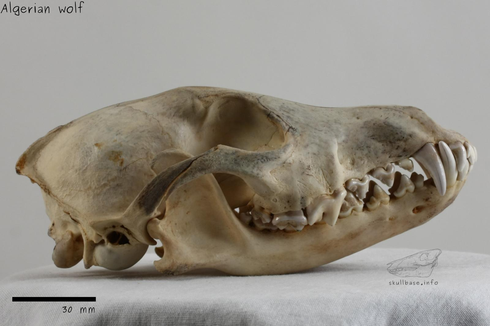 Algerian wolf (Canis anthus algirensis) skull lateral view