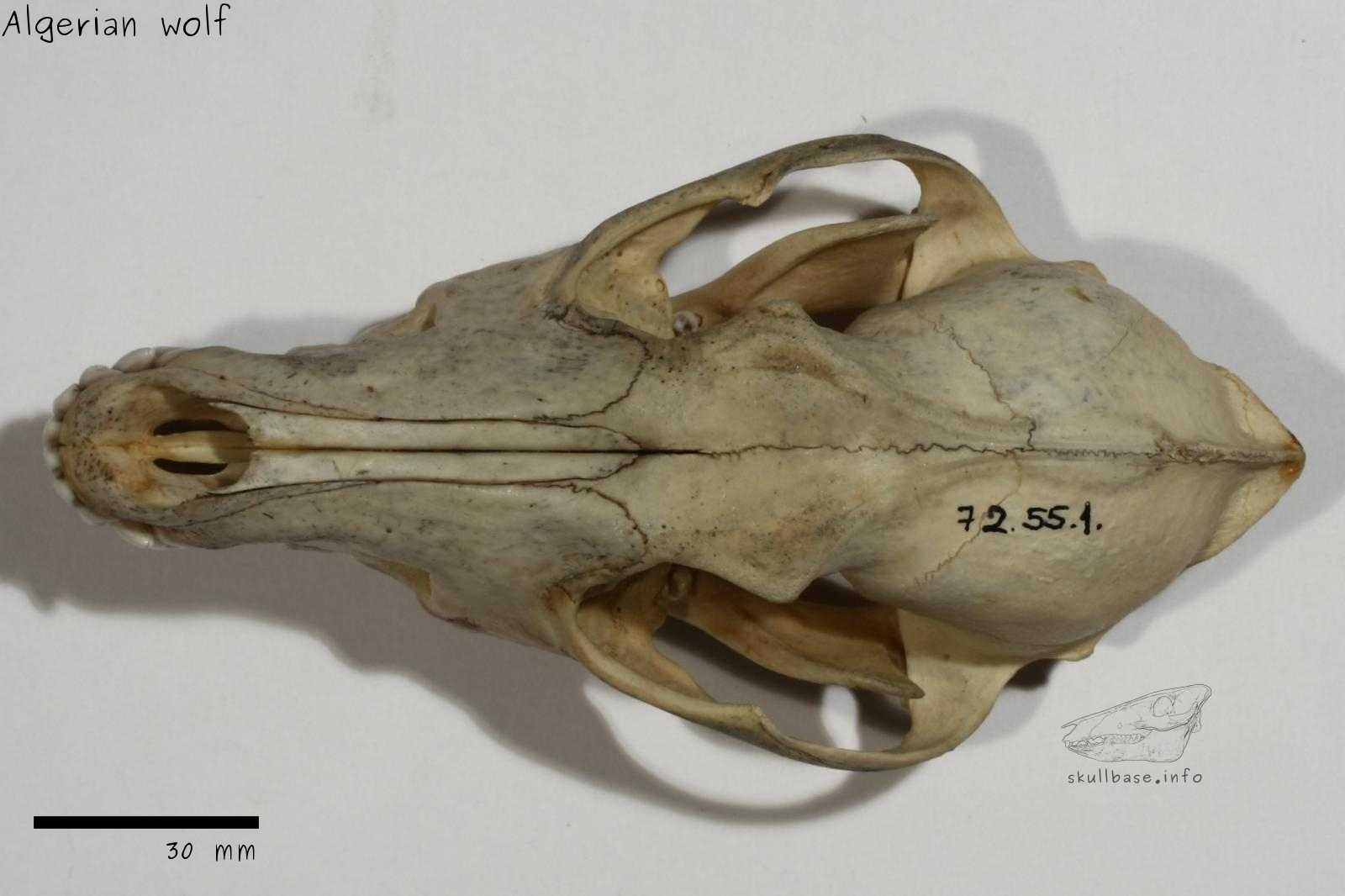 Algerian wolf (Canis anthus algirensis) skull dorsal view