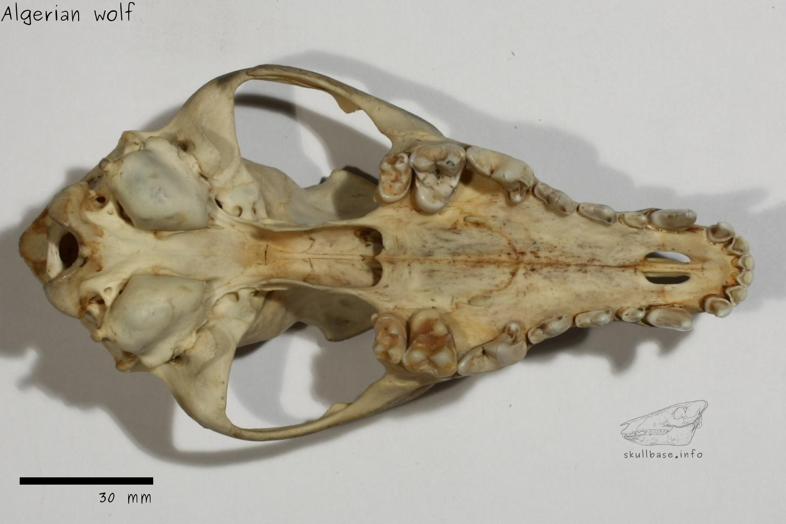 Algerian wolf (Canis anthus algirensis) skull ventral view
