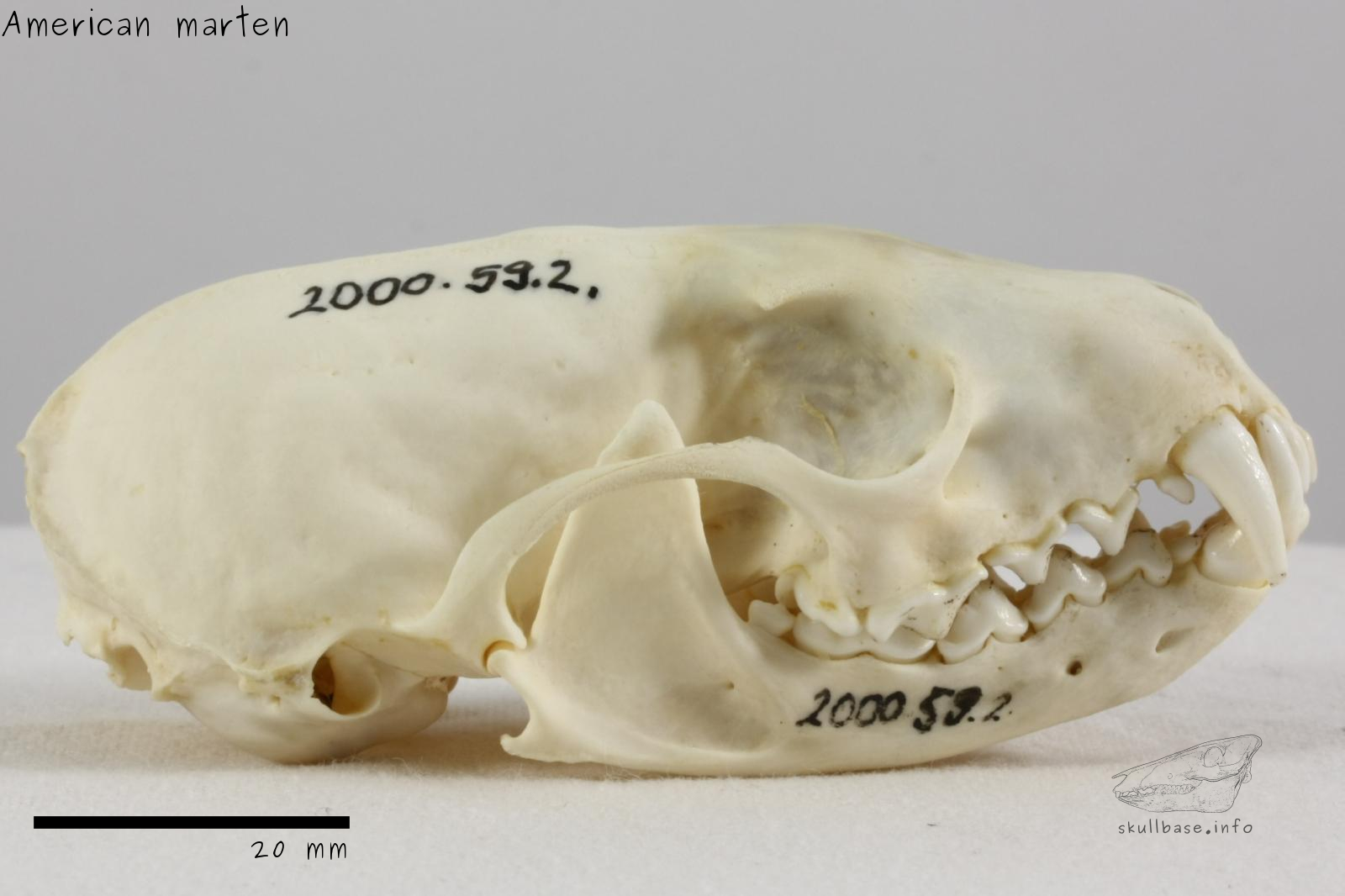 American marten (Martes americana) skull lateral view