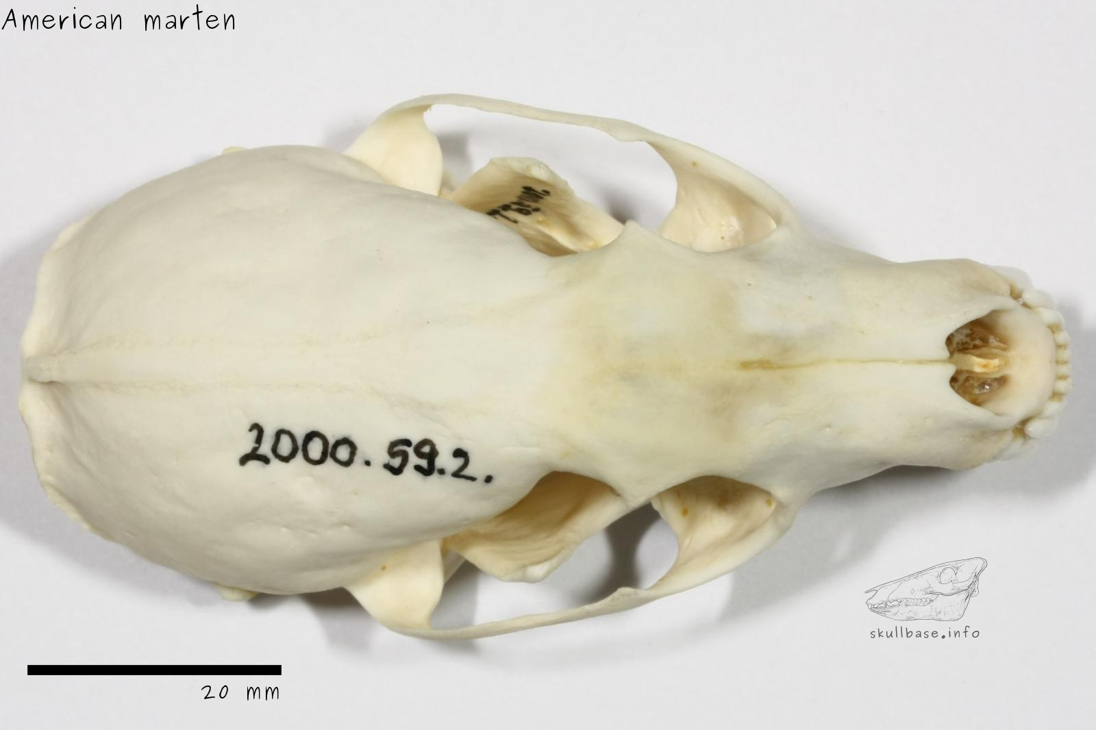 American marten (Martes americana) skull dorsal view
