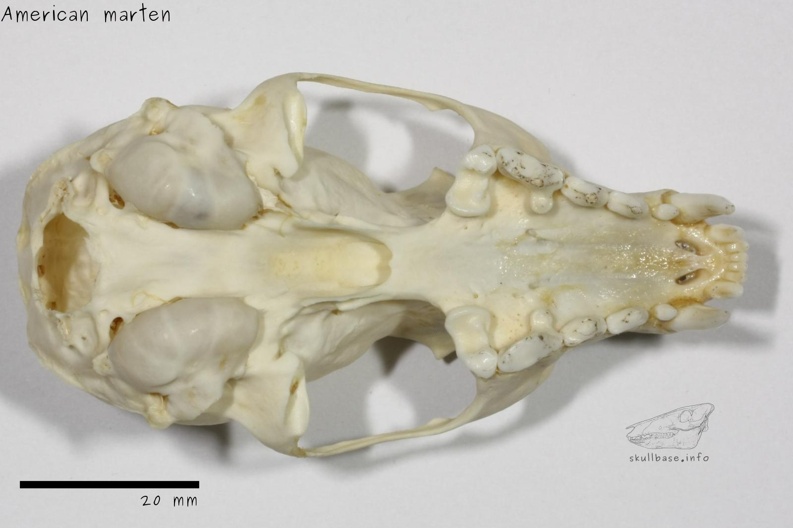 American marten (Martes americana) skull ventral view