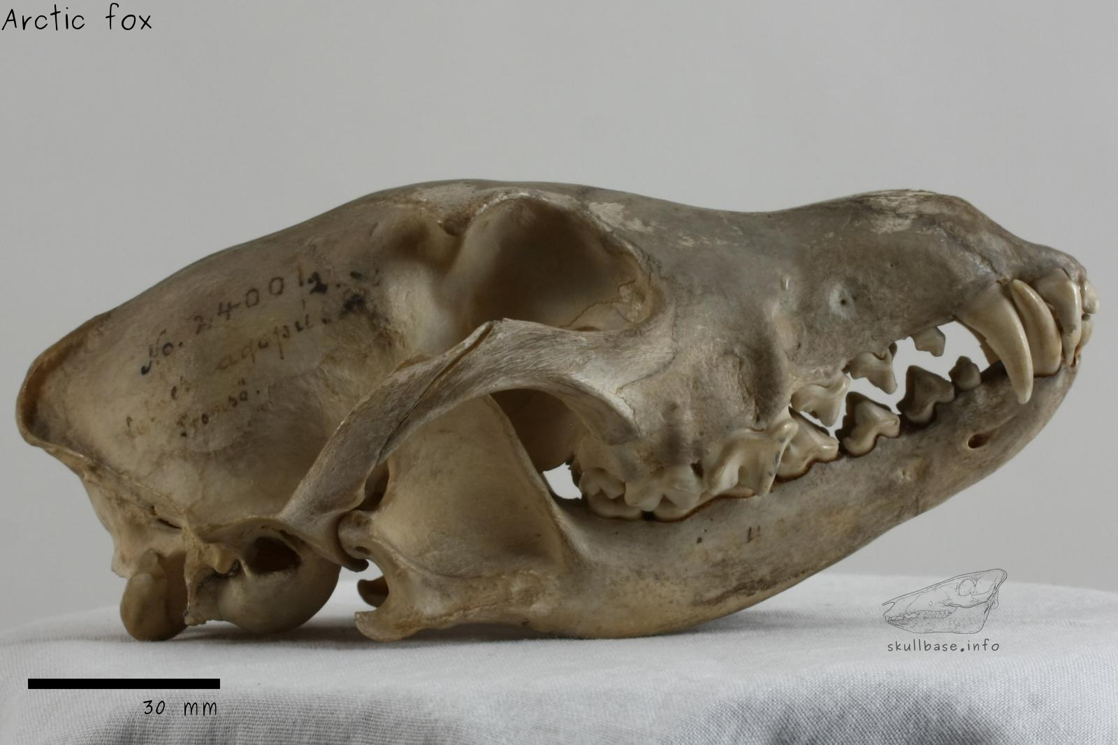 Arctic fox (Vulpes lagopus) skull lateral view