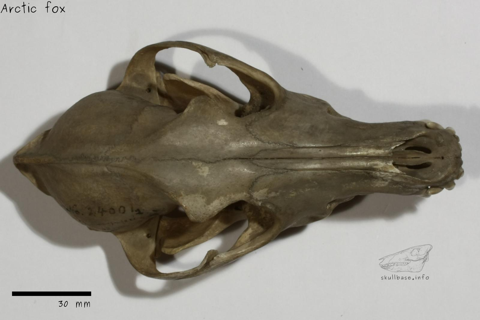 Arctic fox (Vulpes lagopus) skull dorsal view