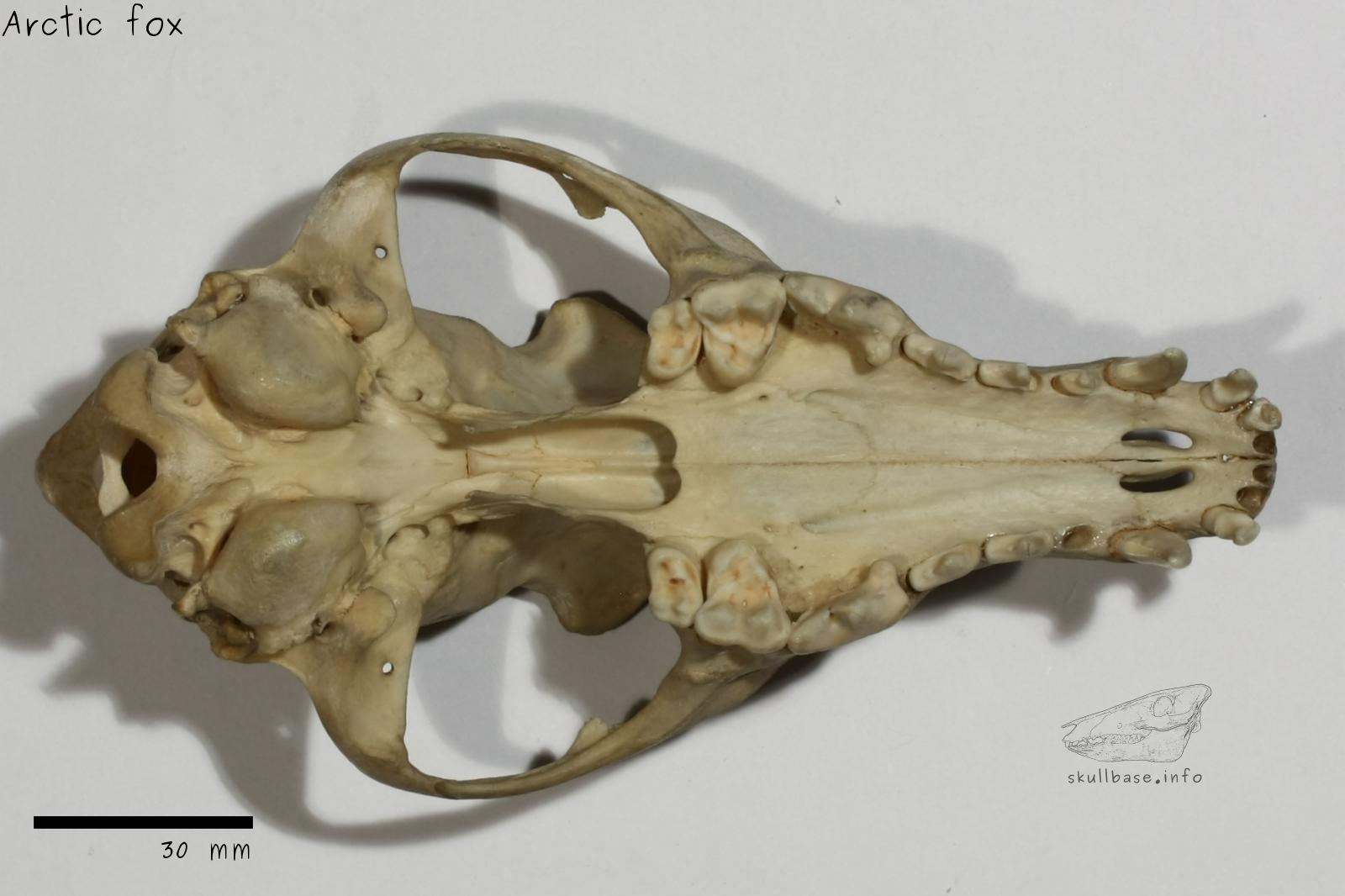 Arctic fox (Vulpes lagopus) skull ventral view