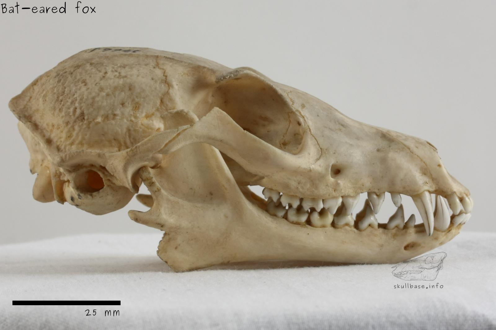 Bat-eared fox (Otocyon megalotis) skull lateral view