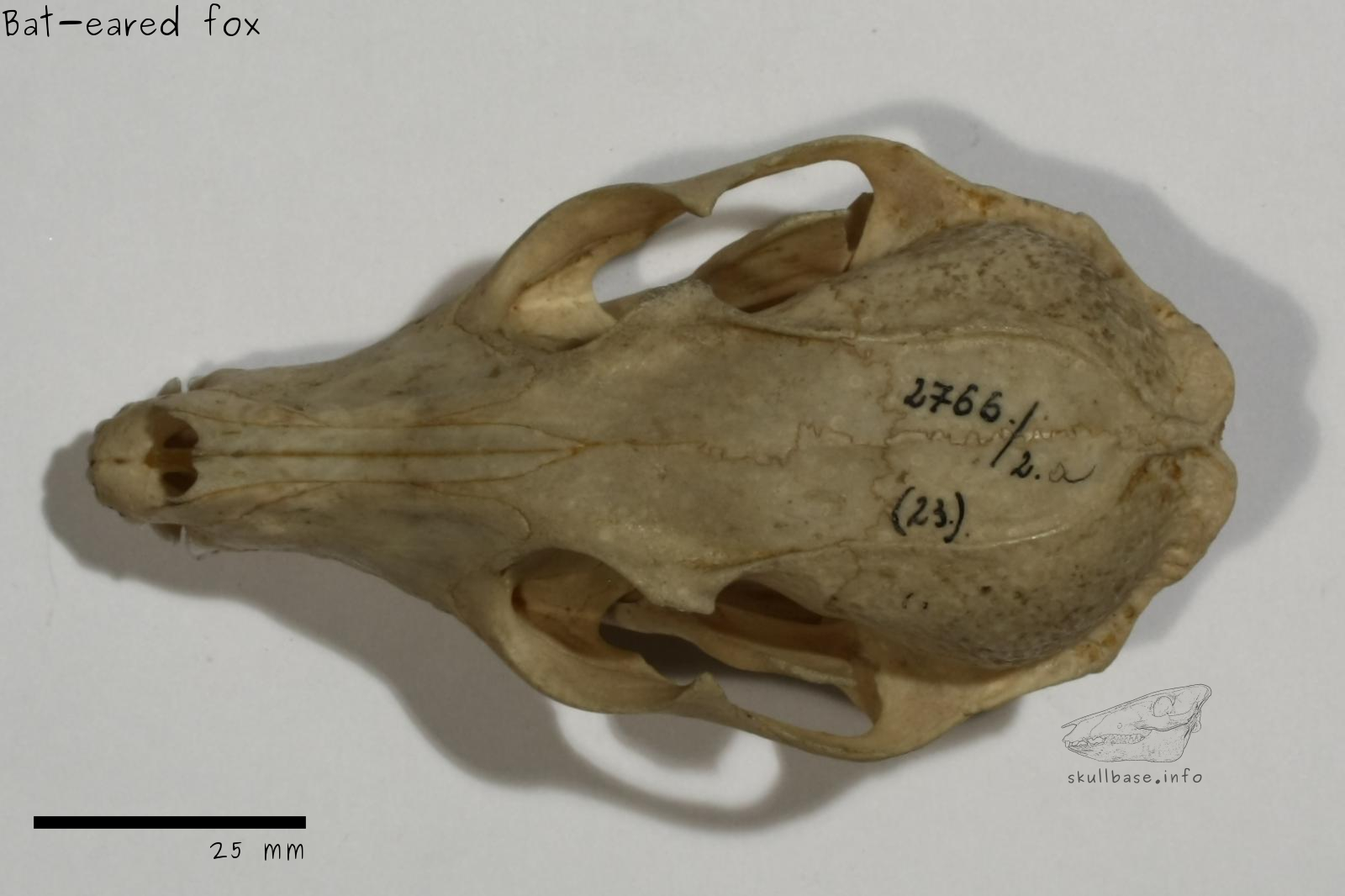 Bat-eared fox (Otocyon megalotis) skull dorsal view