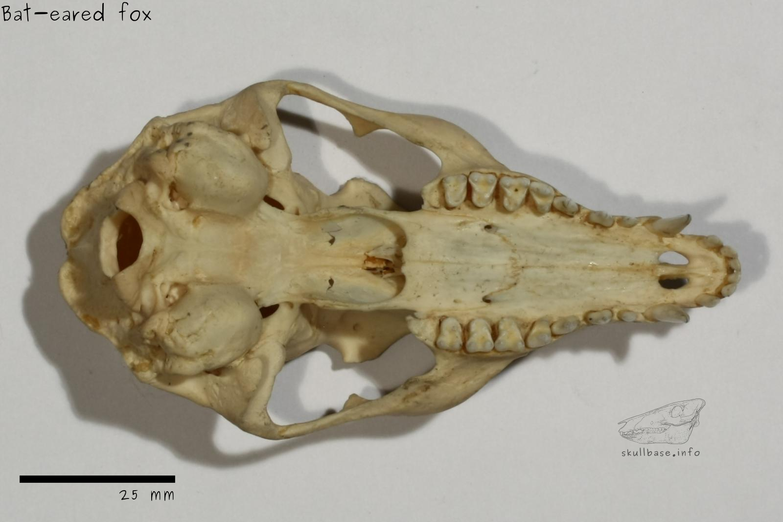 Bat-eared fox (Otocyon megalotis) skull ventral view