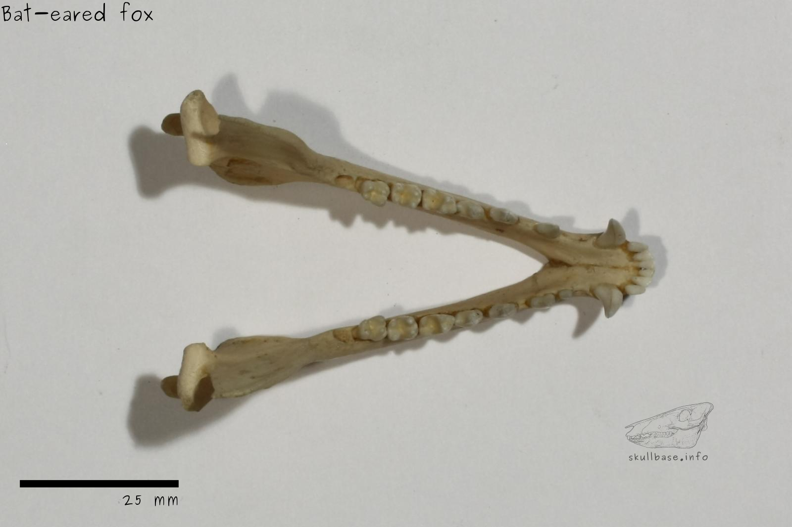 Bat-eared fox (Otocyon megalotis) jaw