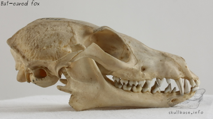 Bat-eared fox (Otocyon megalotis) skull