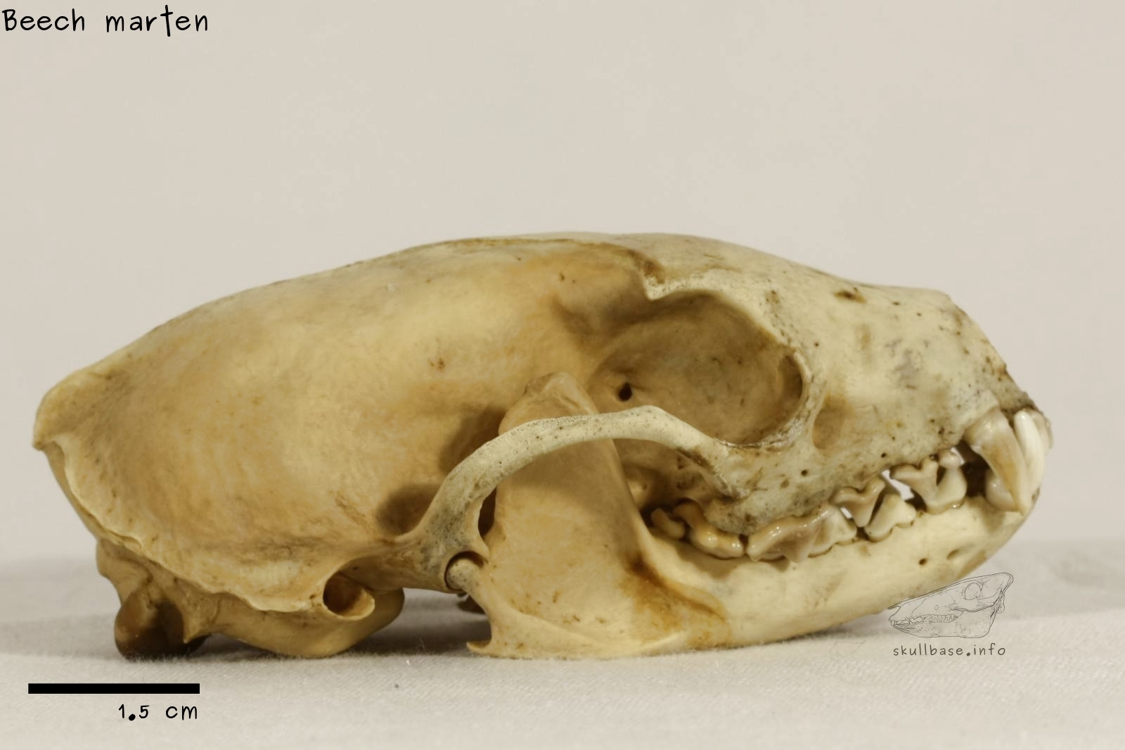 Beech marten (Martes foina) skull lateral view