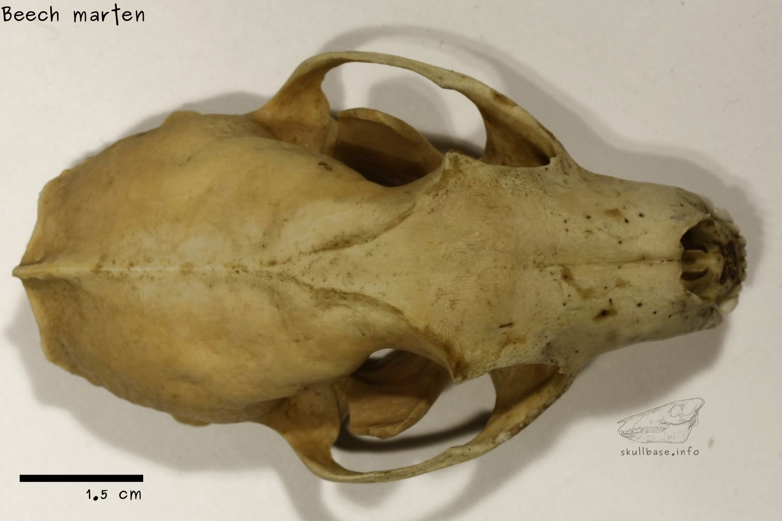 Beech marten (Martes foina) skull dorsal view