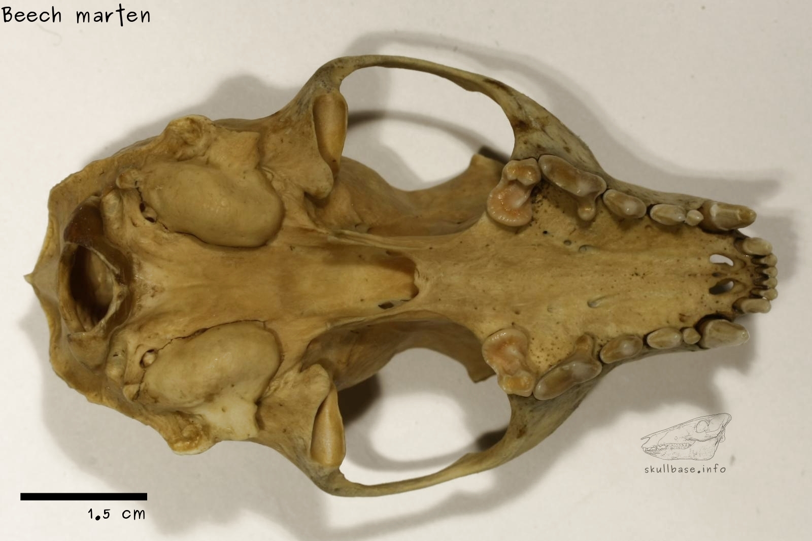 Beech marten (Martes foina) skull ventral view