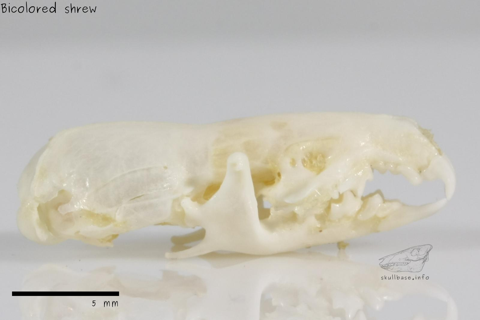 Bicolored shrew (Crocidura leucodon) skull lateral view