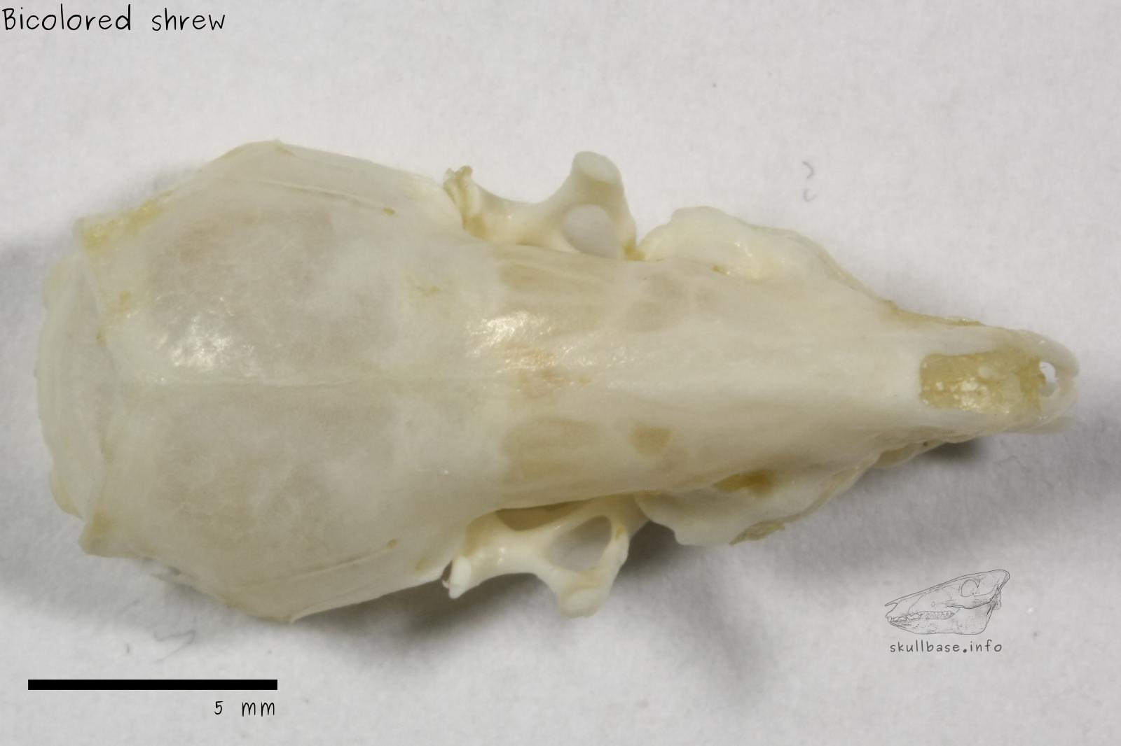 Bicolored shrew (Crocidura leucodon) skull dorsal view