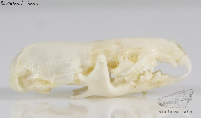 Bicolored shrew (Crocidura leucodon) skull