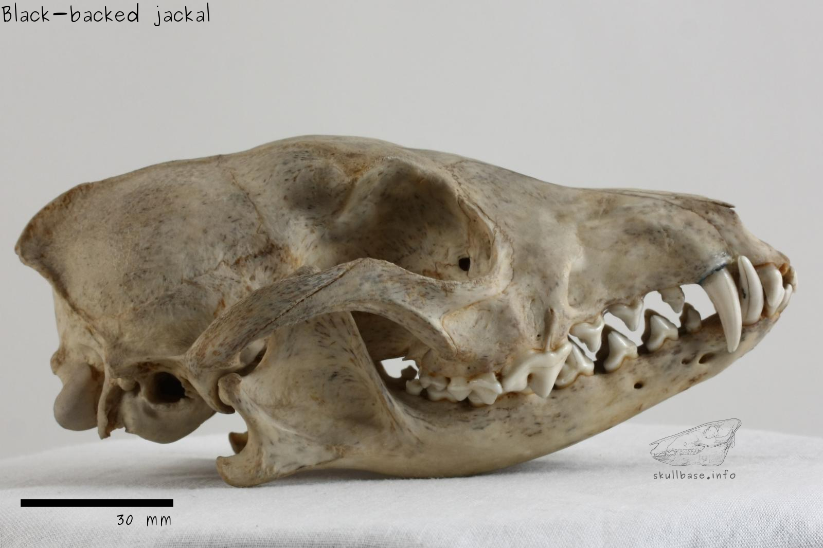 Black-backed jackal (Canis mesomelas) skull lateral view
