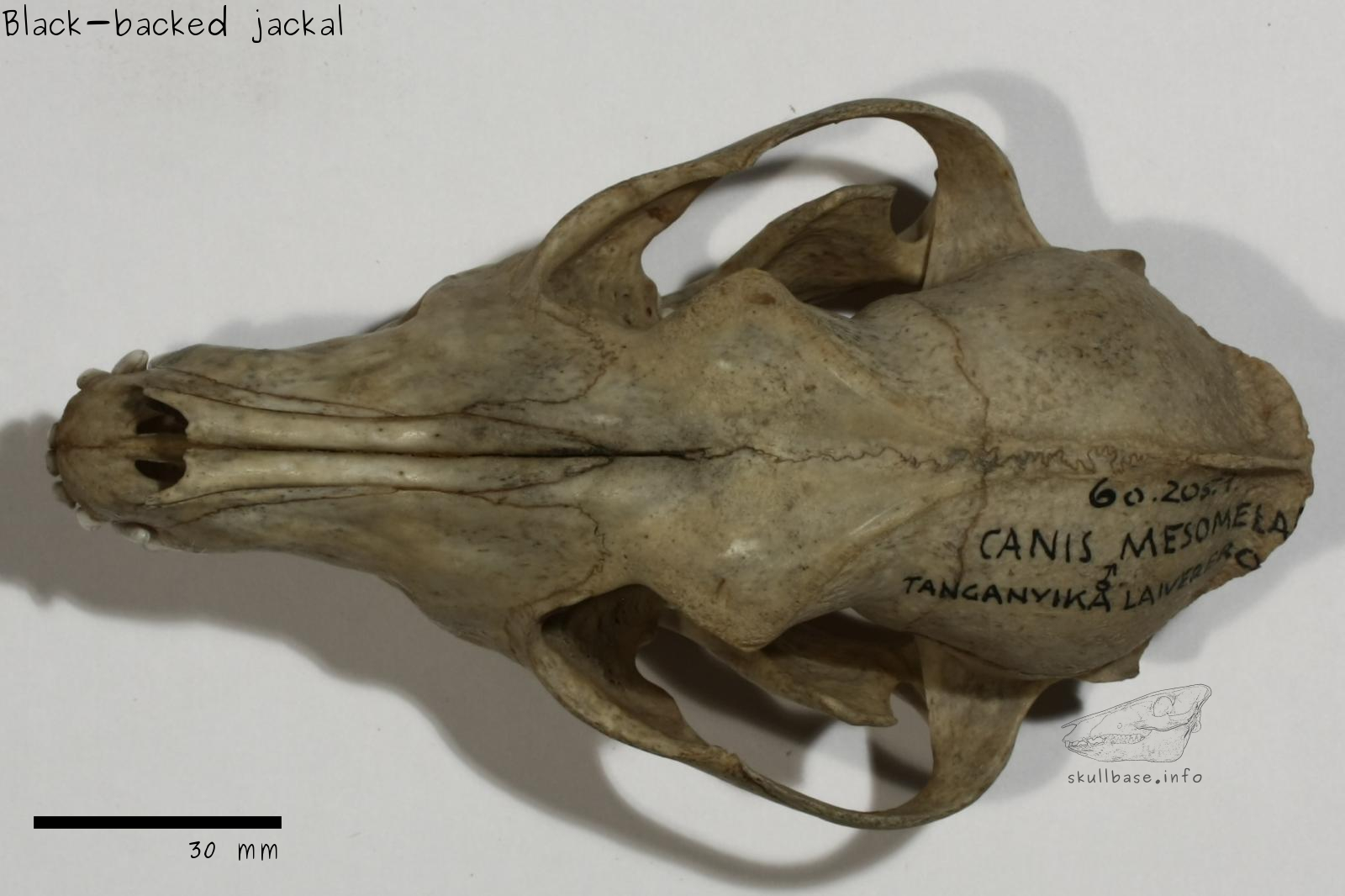 Black-backed jackal (Canis mesomelas) skull dorsal view