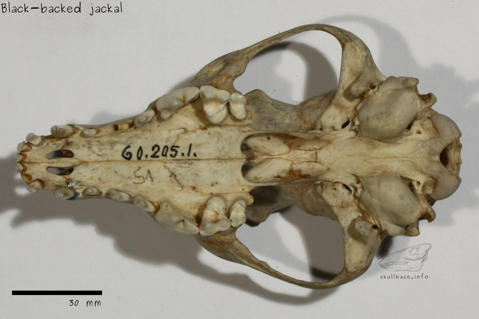 Black-backed jackal (Canis mesomelas) skull ventral view