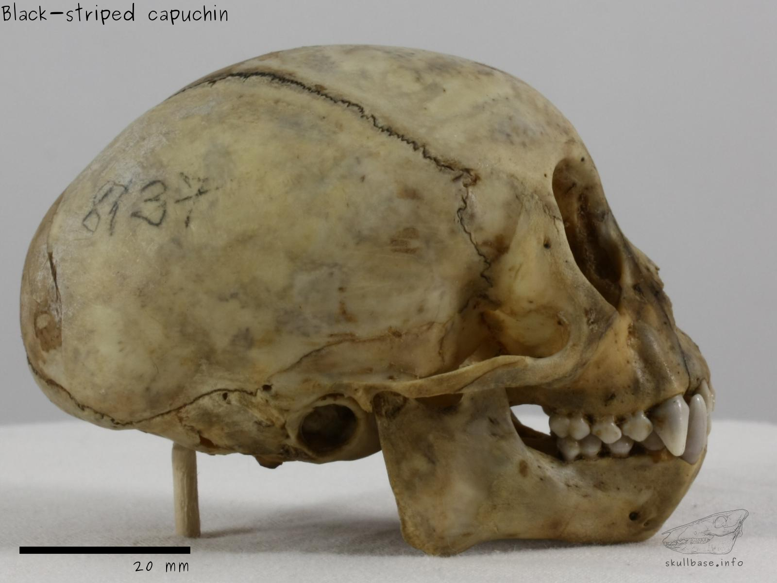 Black-striped capuchin (Sapajus libidinosus) skull lateral view