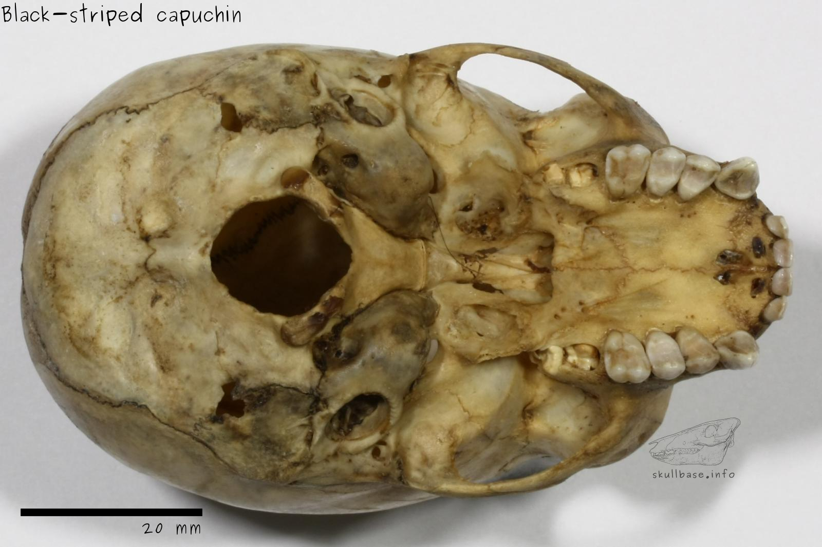 Black-striped capuchin (Sapajus libidinosus) skull ventral view