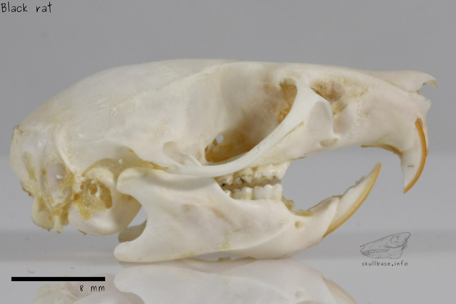 Black rat (Rattus rattus) skull lateral view