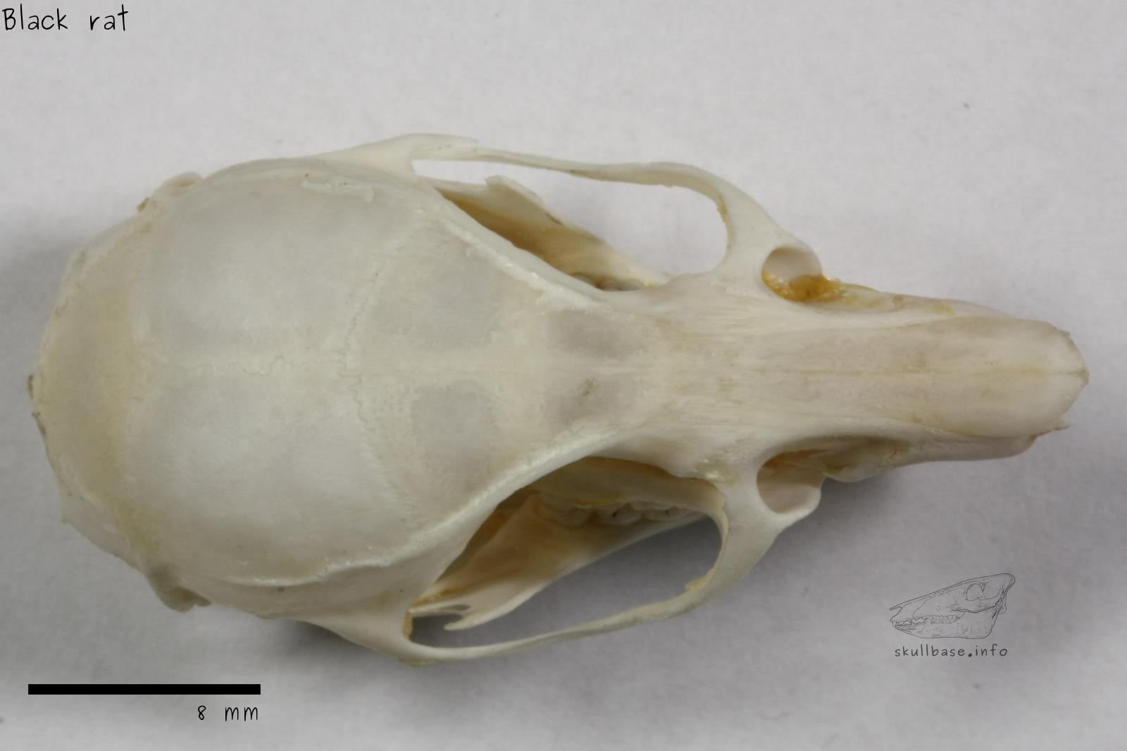 Black rat (Rattus rattus) skull dorsal view