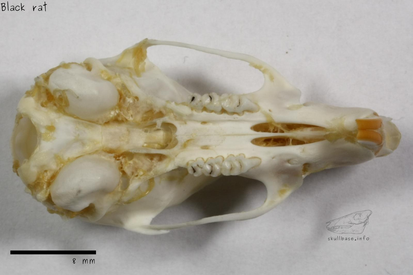 Black rat (Rattus rattus) skull ventral view