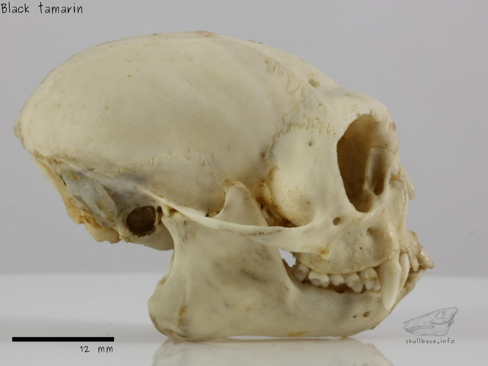 Black tamarin (Saguinus niger) skull lateral view