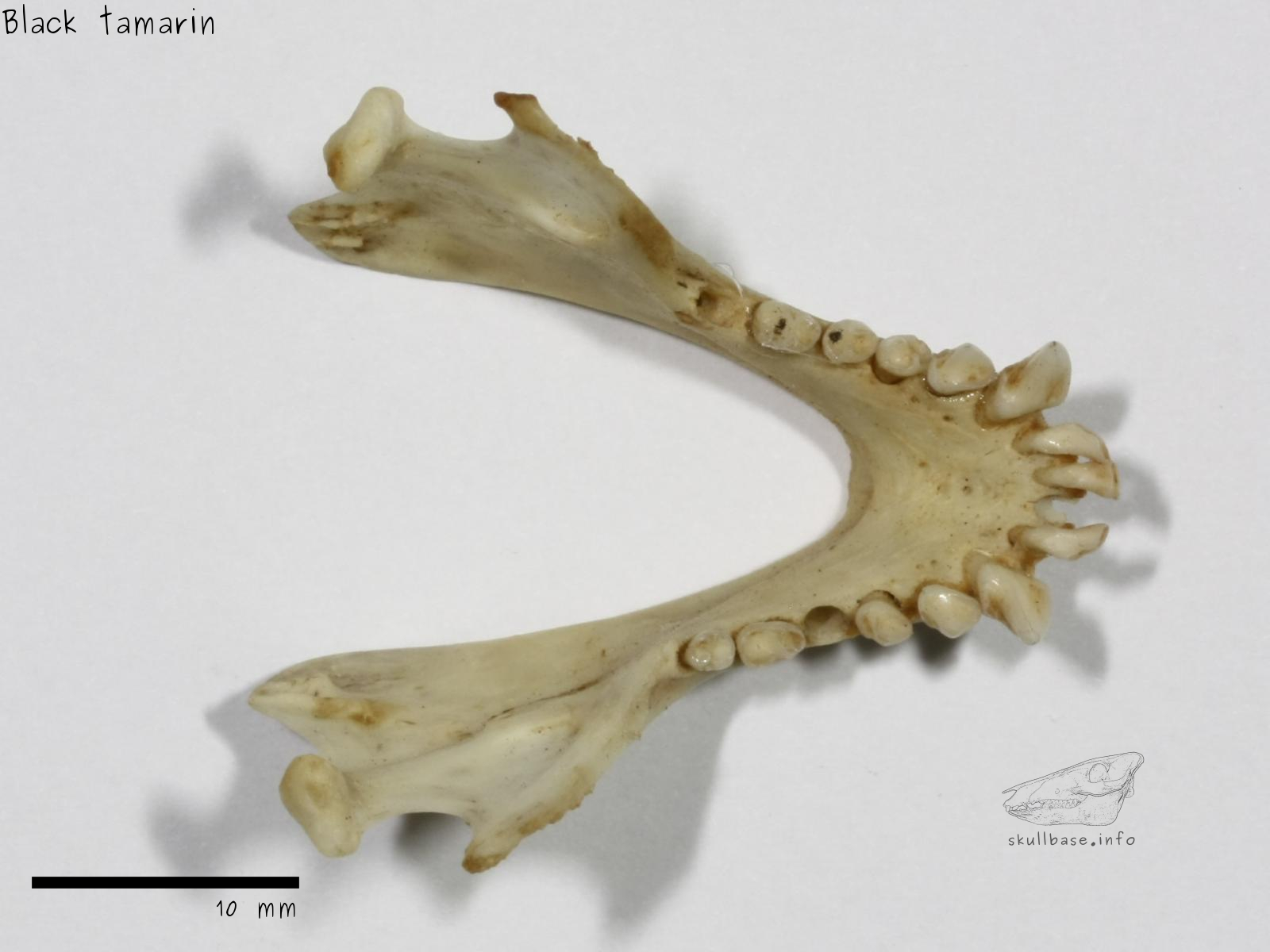 Black tamarin (Saguinus niger) jaw