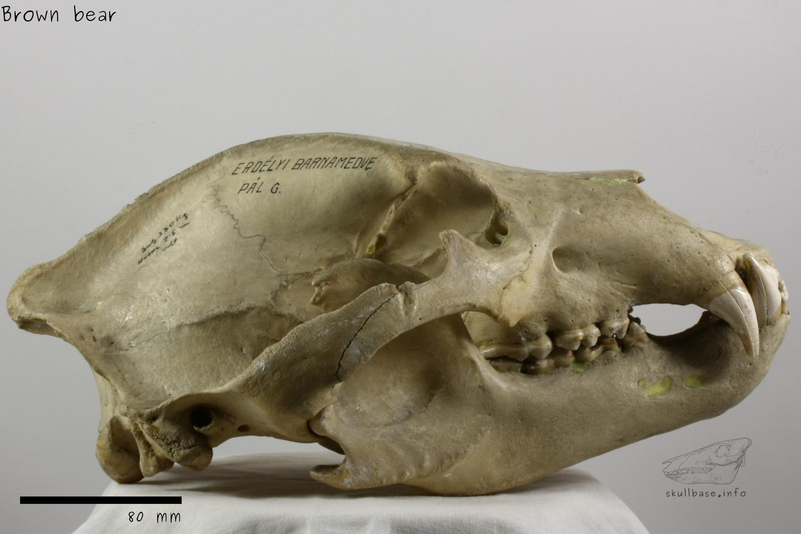 Brown bear (Ursus arctos) skull lateral view