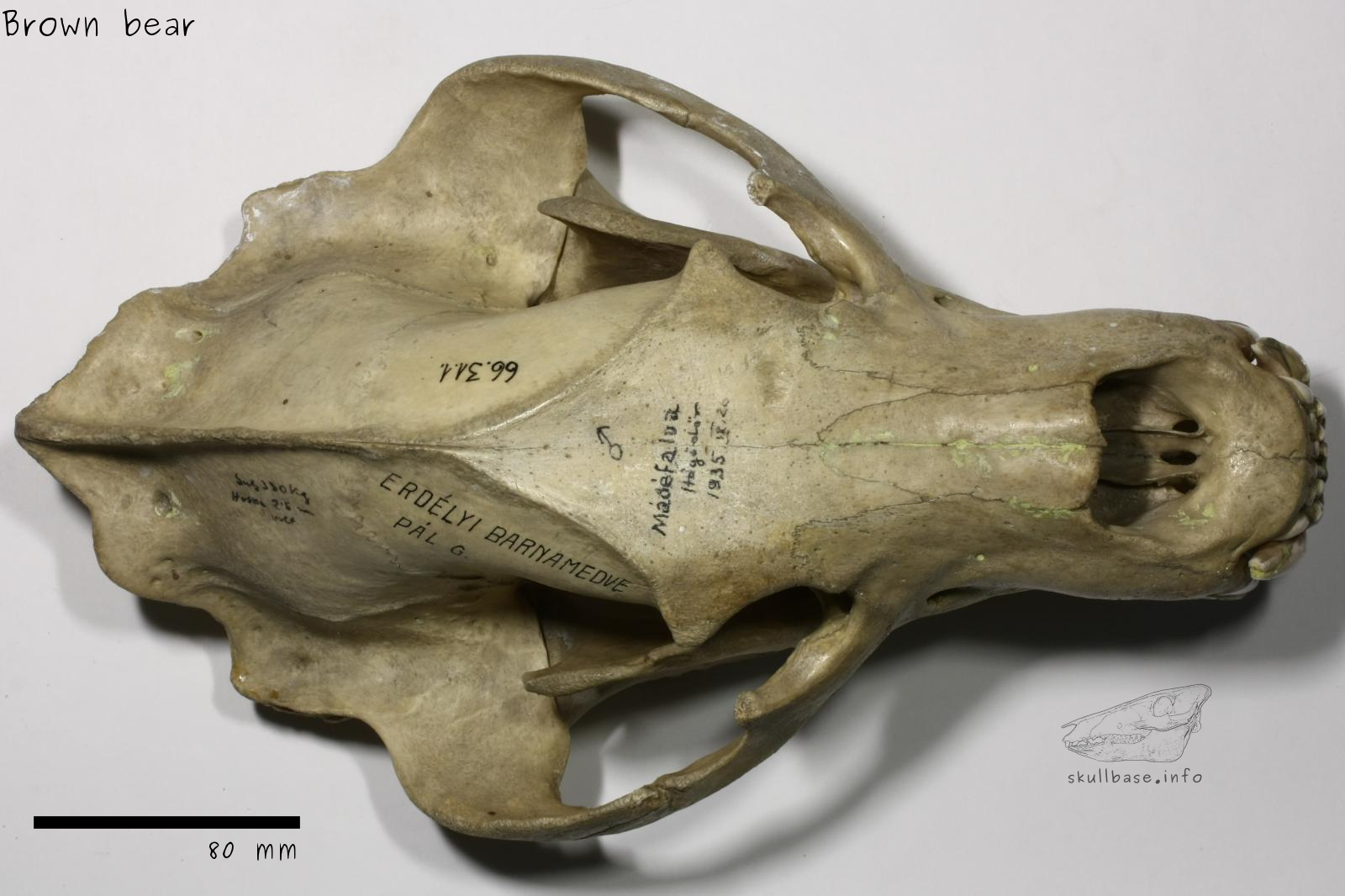 Brown bear (Ursus arctos) skull dorsal view