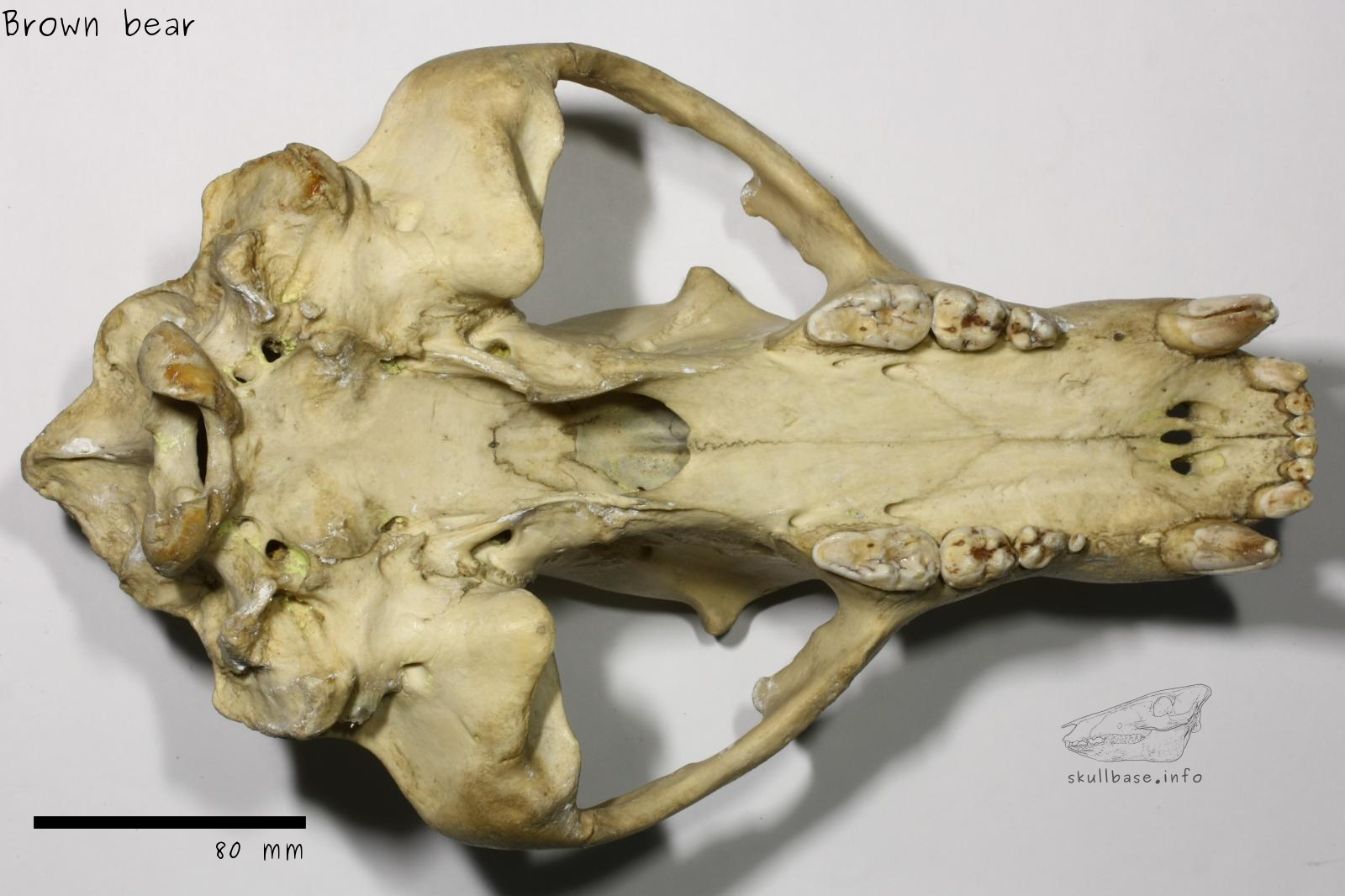 Brown bear (Ursus arctos) skull ventral view