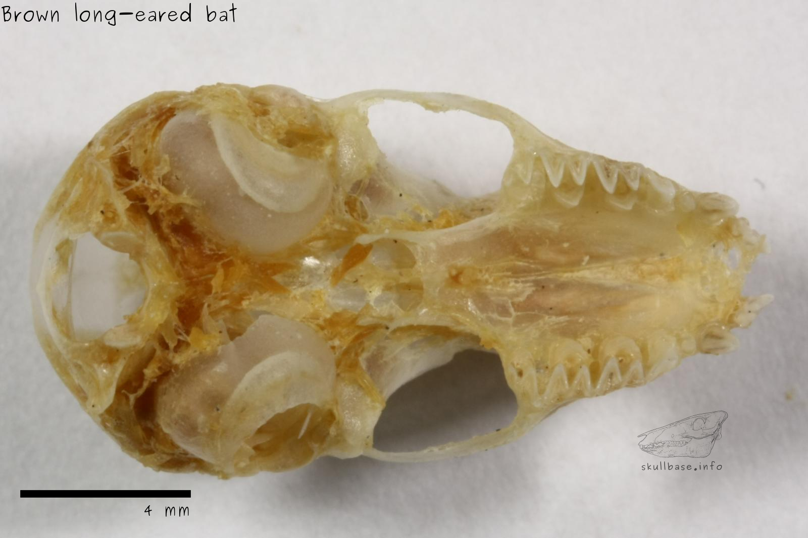Brown long-eared bat (Plecotus auritus) skull ventral view