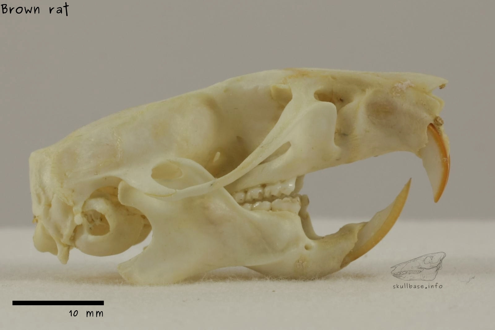 Brown rat (Rattus norvegicus) skull lateral view