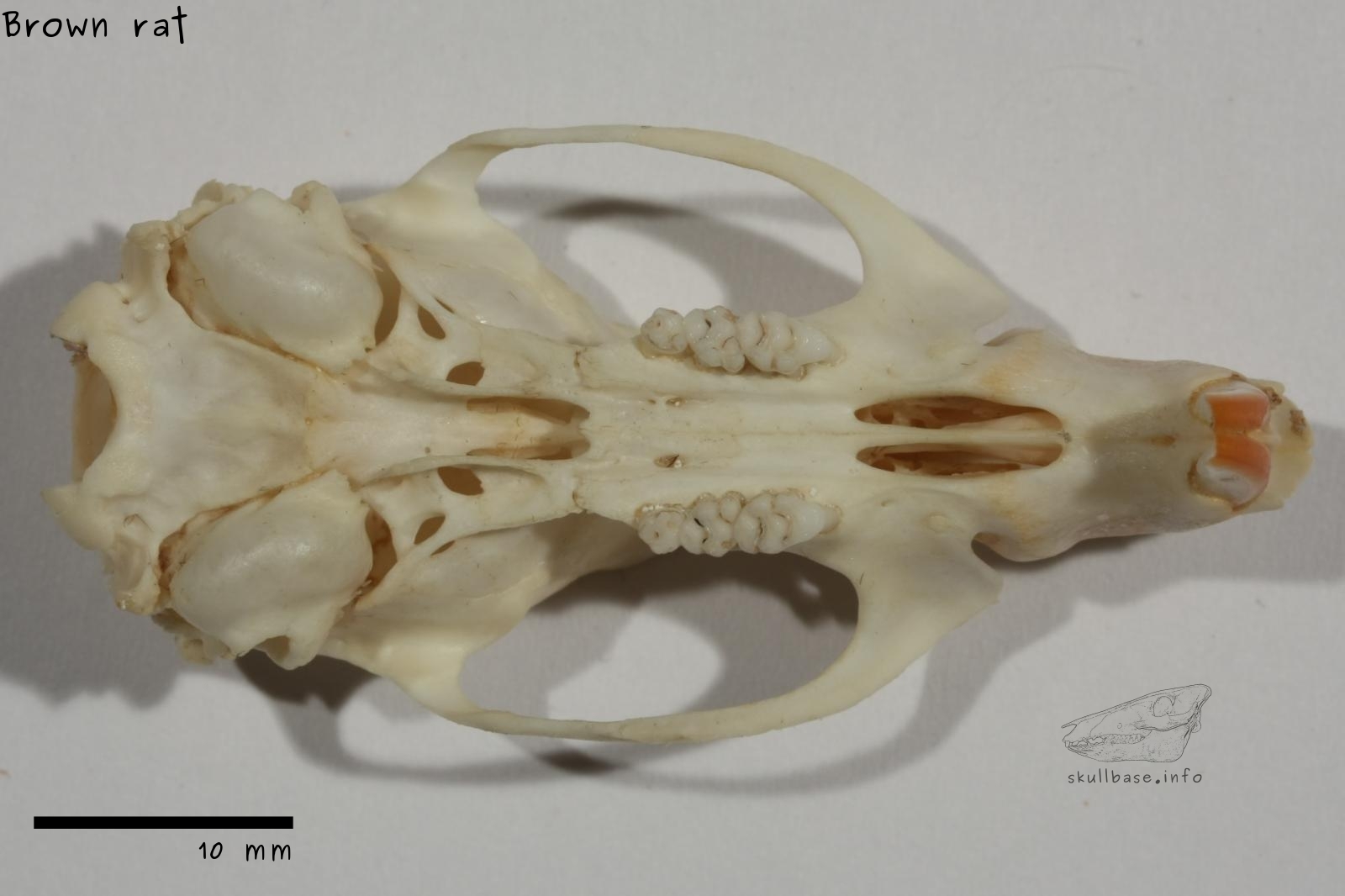 Brown rat (Rattus norvegicus) skull ventral view