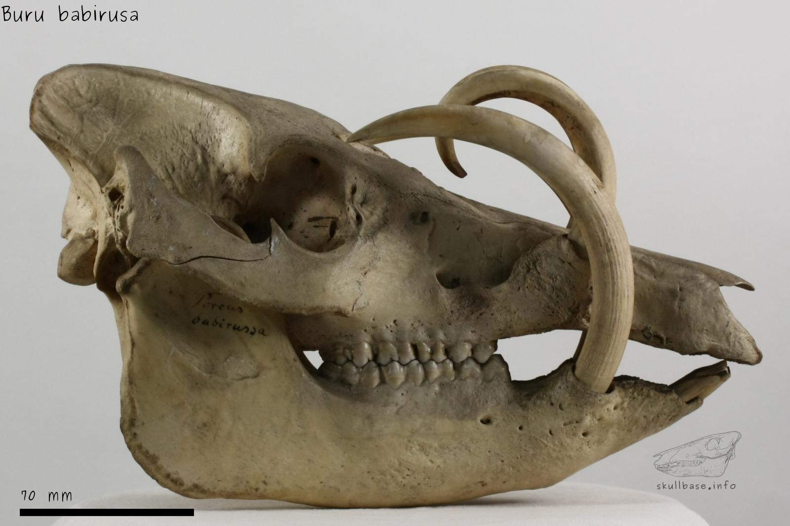 Buru babirusa (Babyrousa babyrussa) skull lateral view