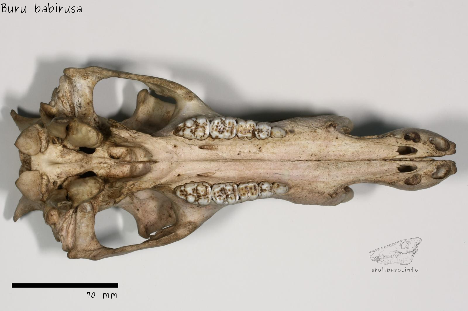 Buru babirusa (Babyrousa babyrussa) skull ventral view