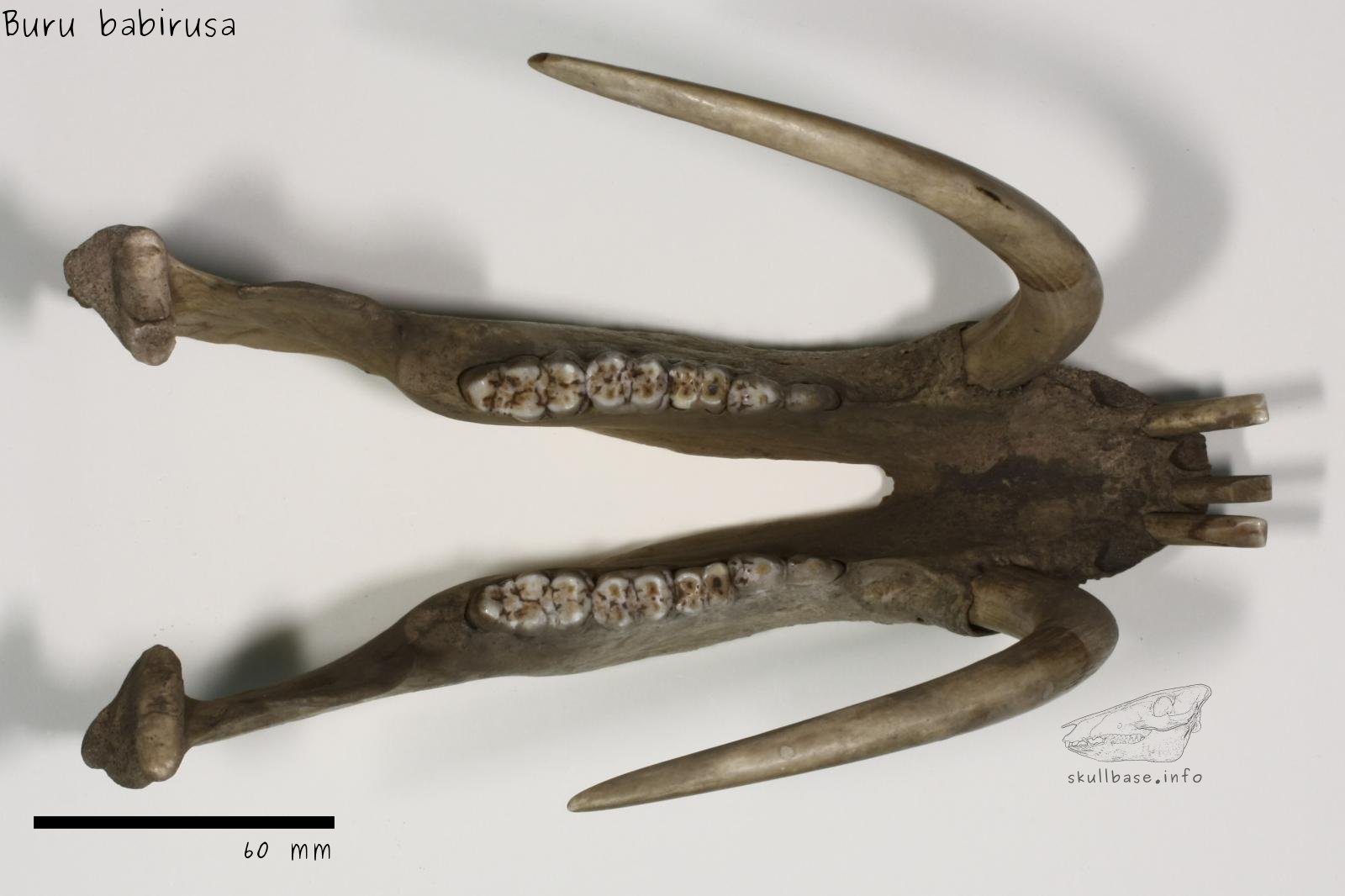 Buru babirusa (Babyrousa babyrussa) jaw