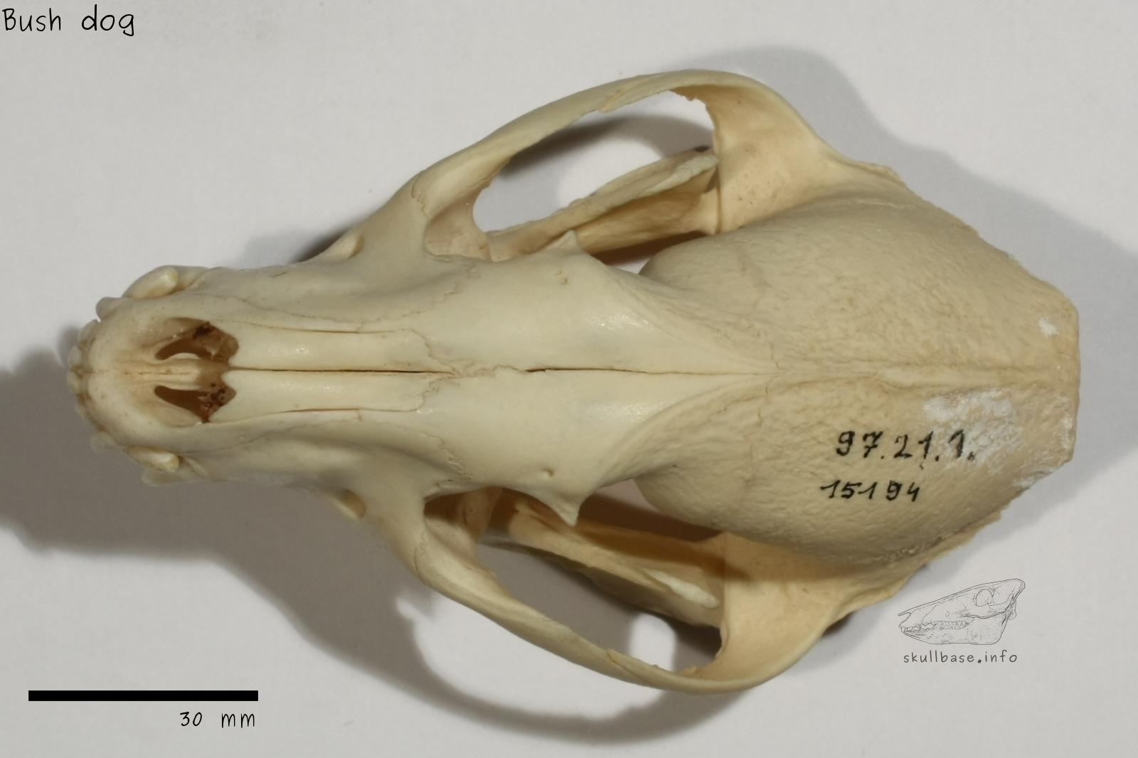 Bush dog (Speothos venaticus) skull dorsal view