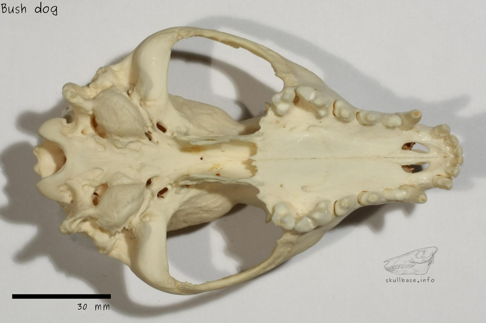 Bush dog (Speothos venaticus) skull ventral view