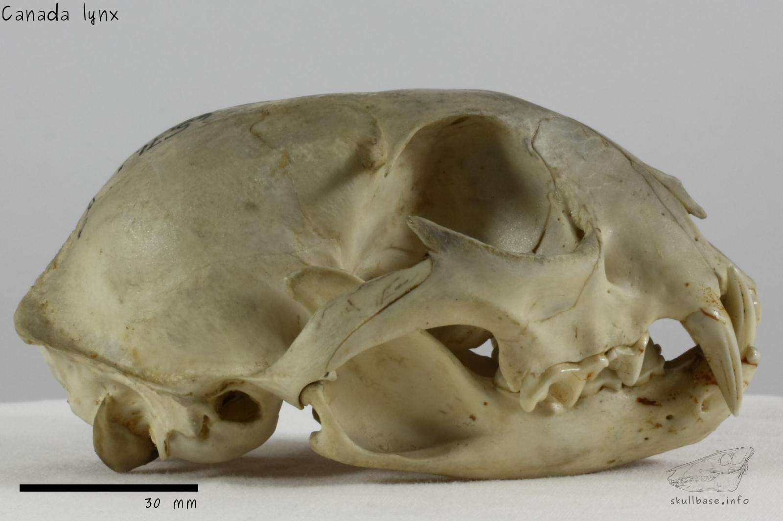 Canada lynx (Lynx canadensis canadensis) skull lateral view