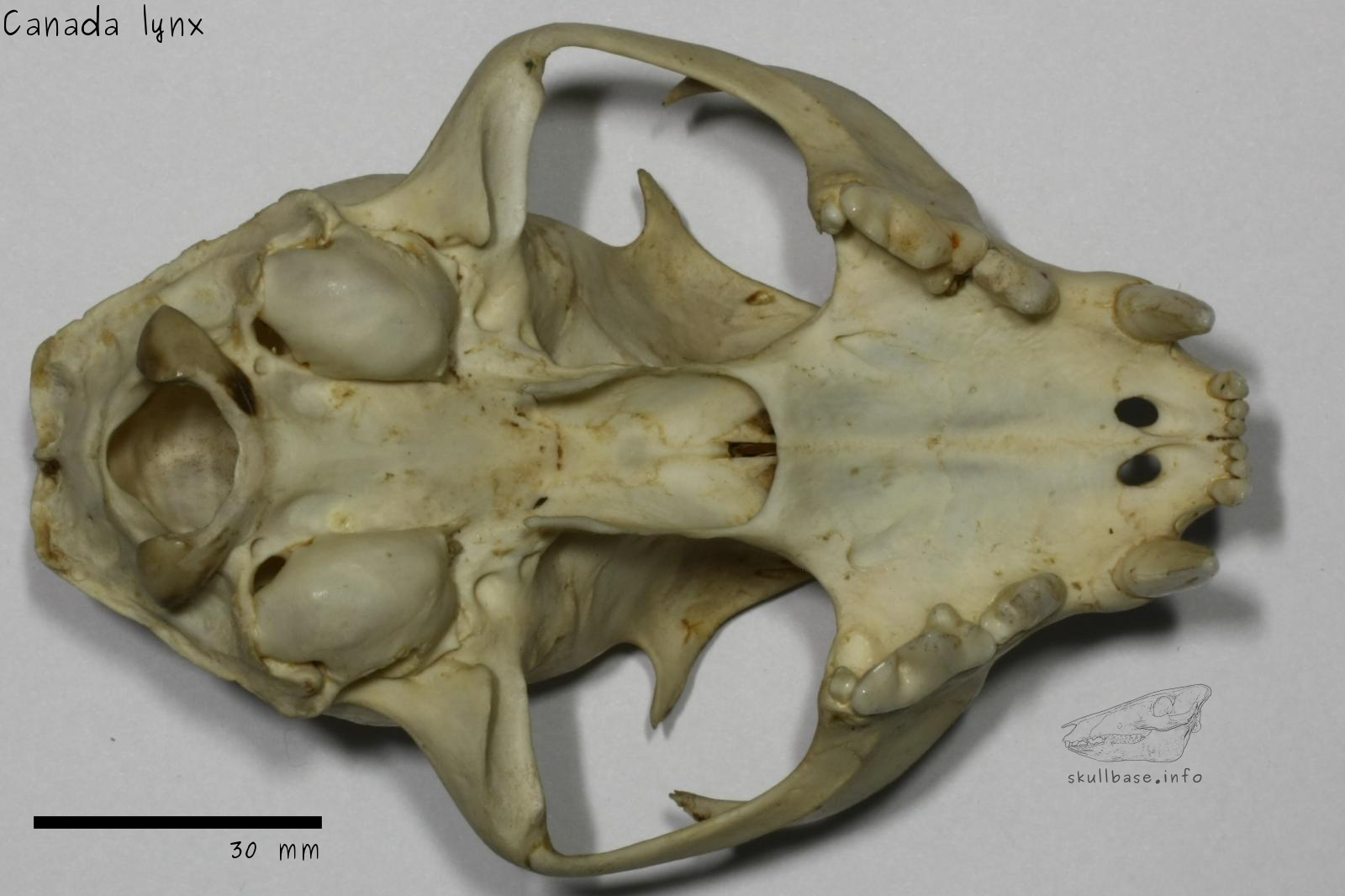 Canada lynx (Lynx canadensis canadensis) skull ventral view