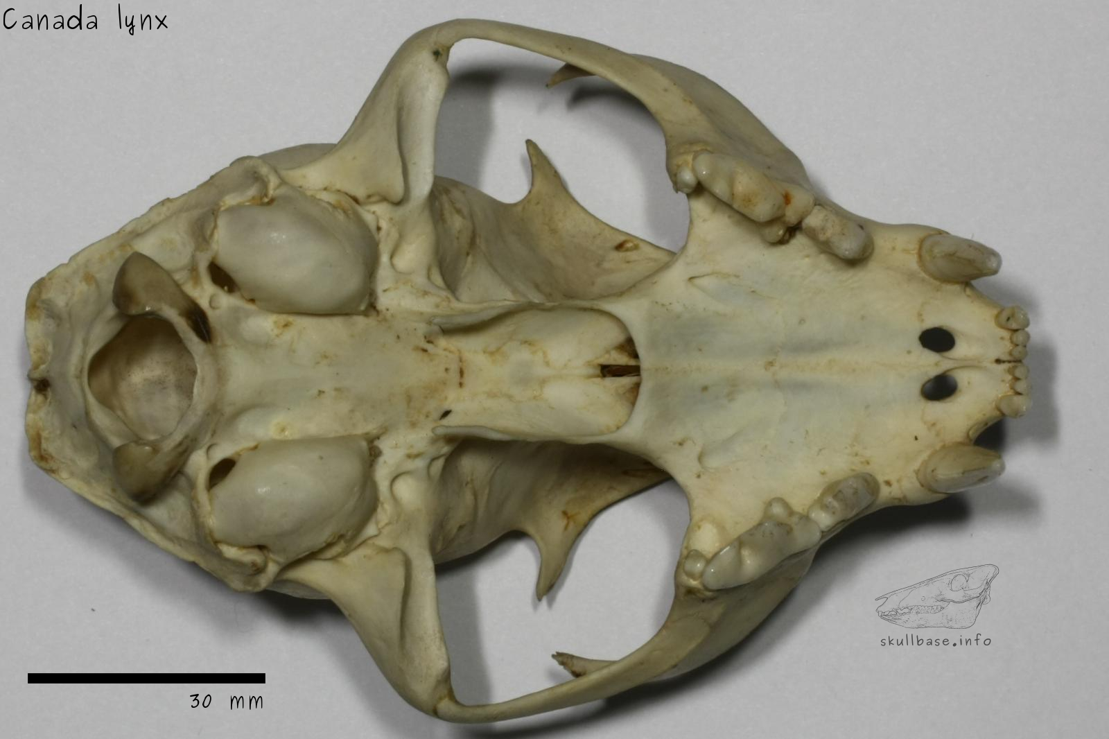 Canada lynx - Skull Base