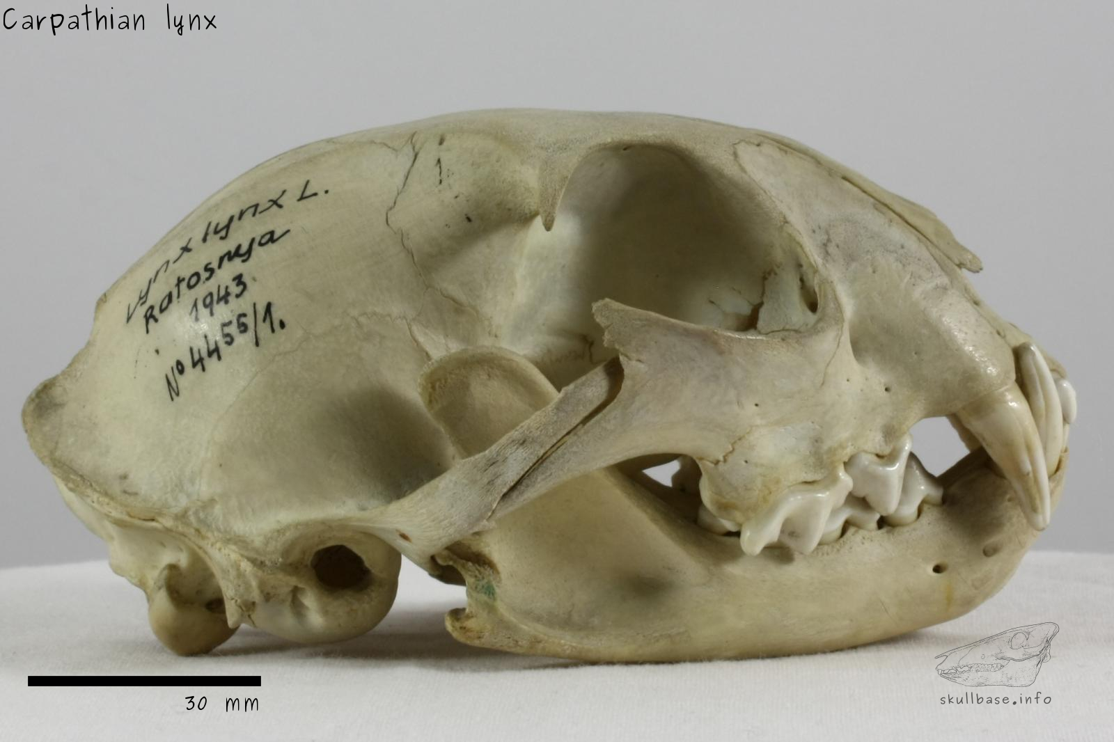 Carpathian lynx (Lynx lynx carpathicus) skull lateral view