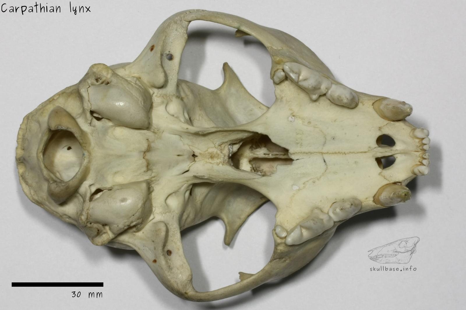 Carpathian lynx (Lynx lynx carpathicus) skull ventral view