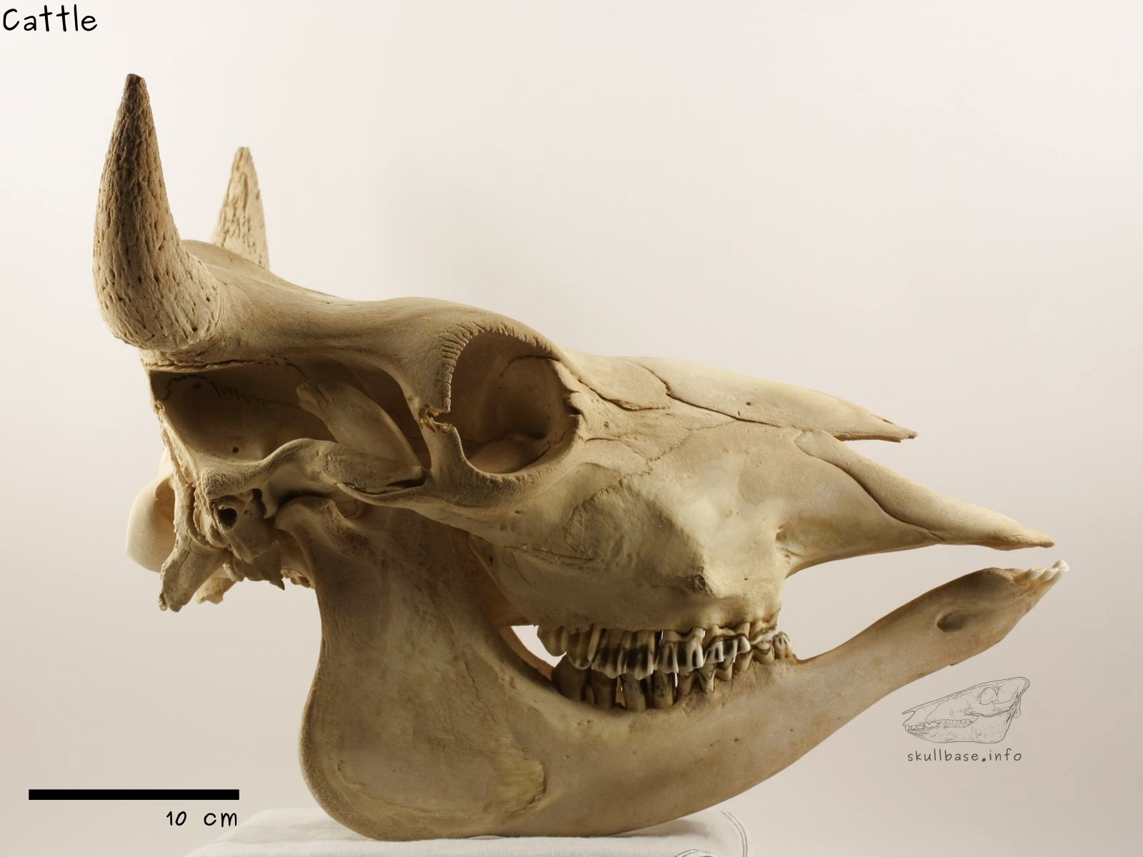 Cattle (Bos taurus) skull lateral view