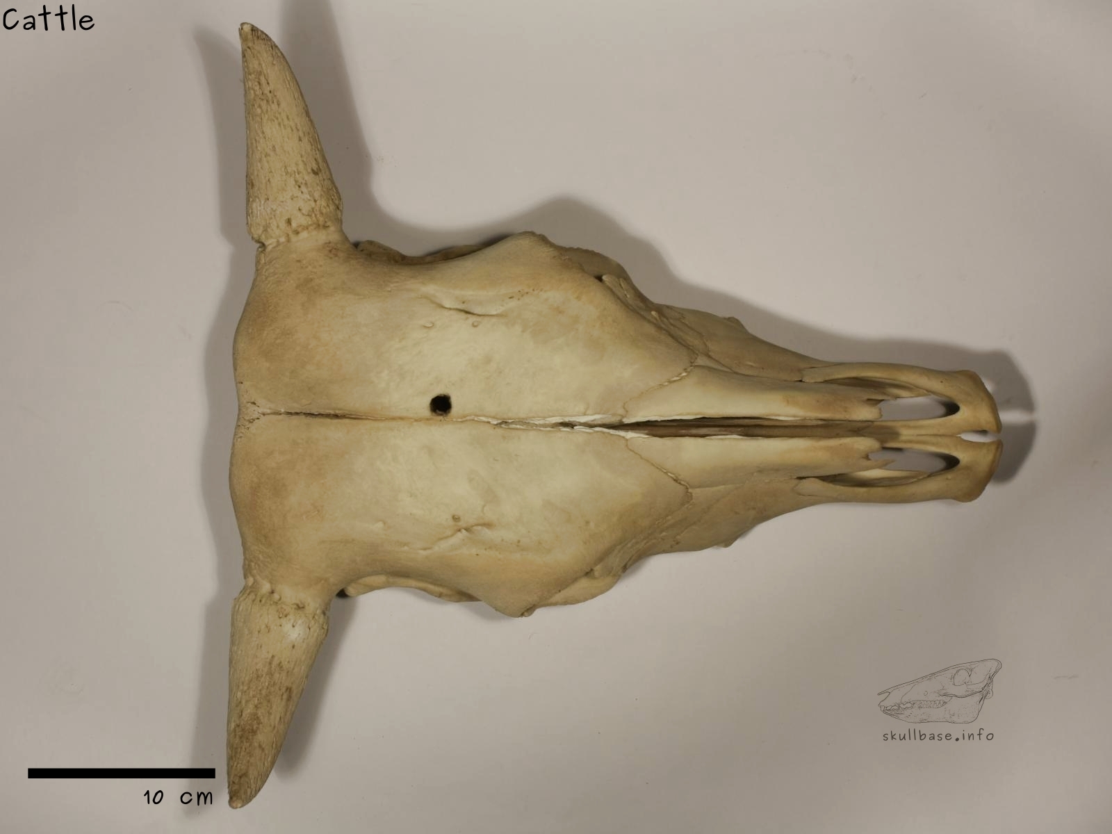 Cattle (Bos taurus) skull dorsal view