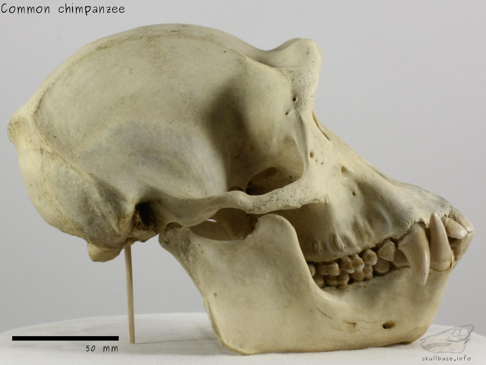 Common chimpanzee (Pan troglodytes) skull lateral view