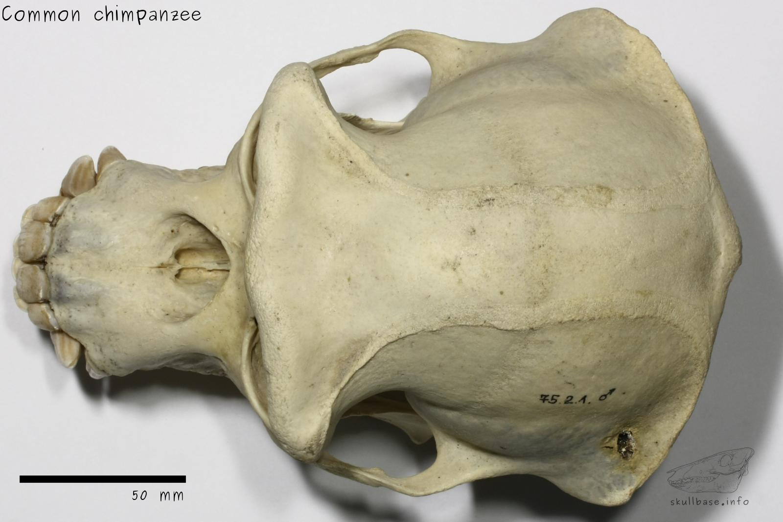 Common chimpanzee (Pan troglodytes) skull dorsal view